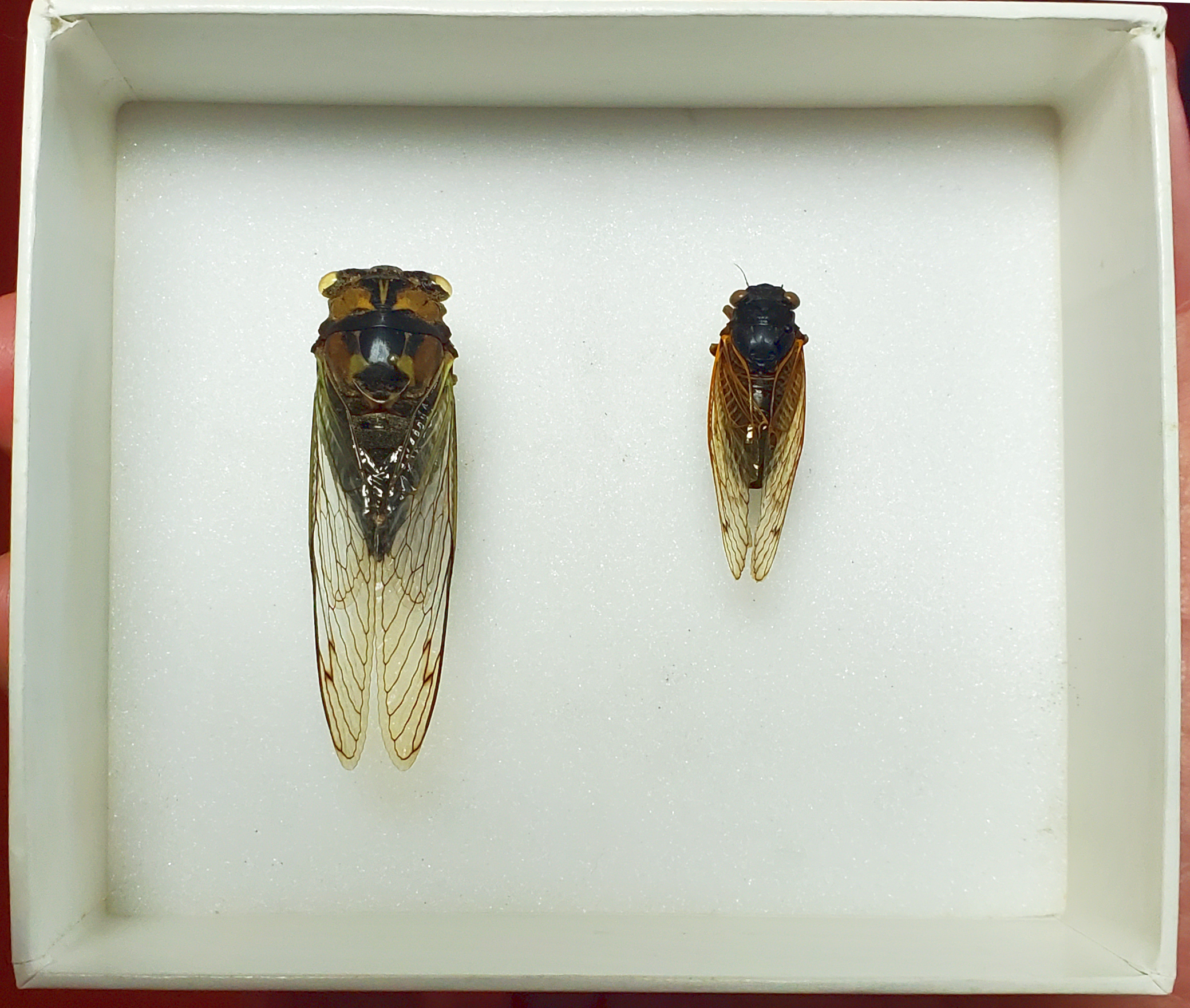 Cicada comparison