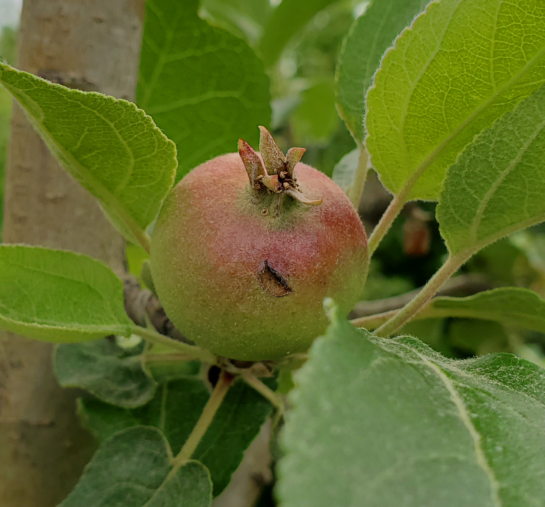 Plum curculio damage in apple.