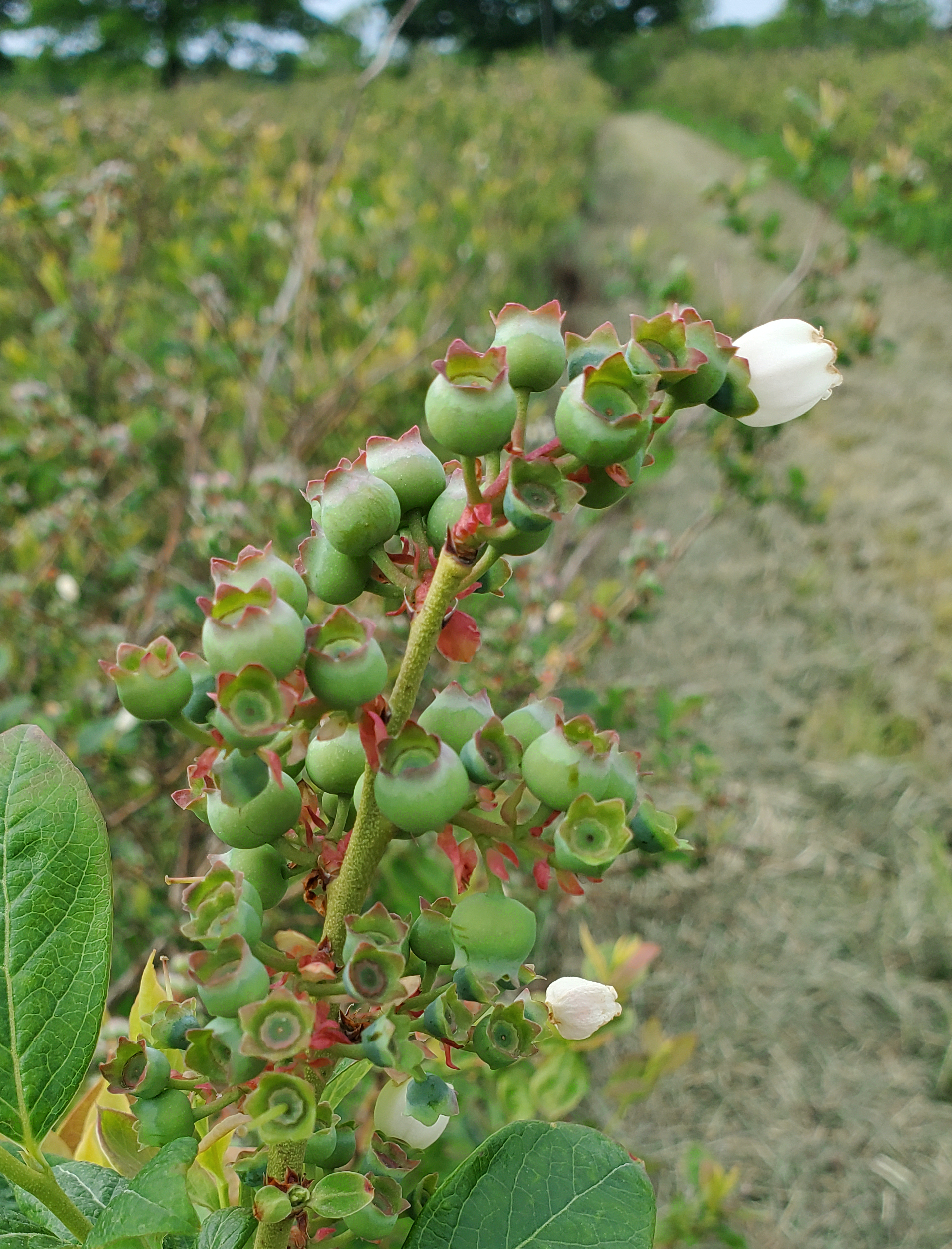 Blueberry bloom.