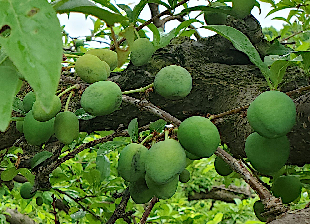 Japanese plums