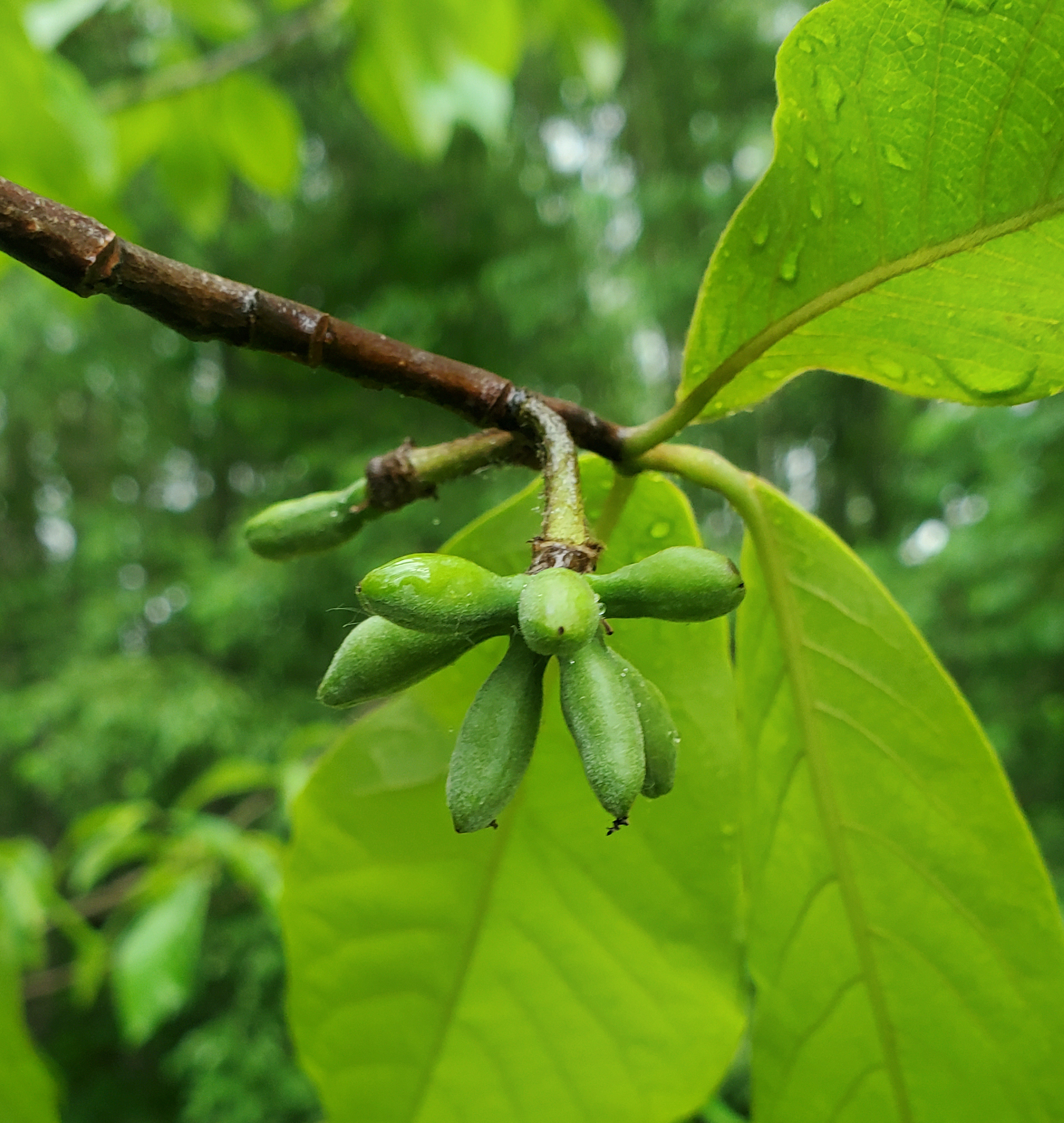 Pawpaw in bloom