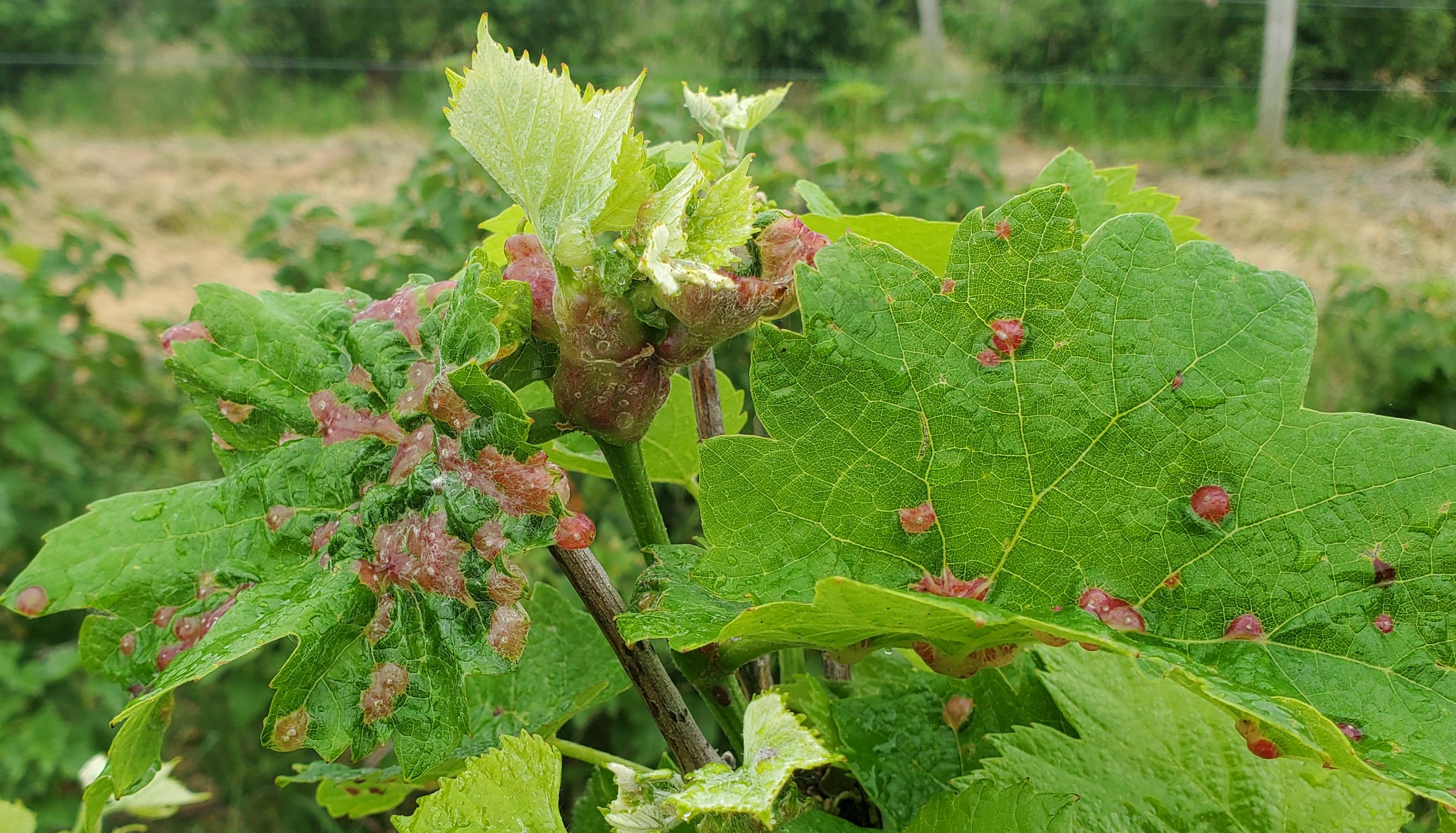 Tumid gallmaker damage on grapes