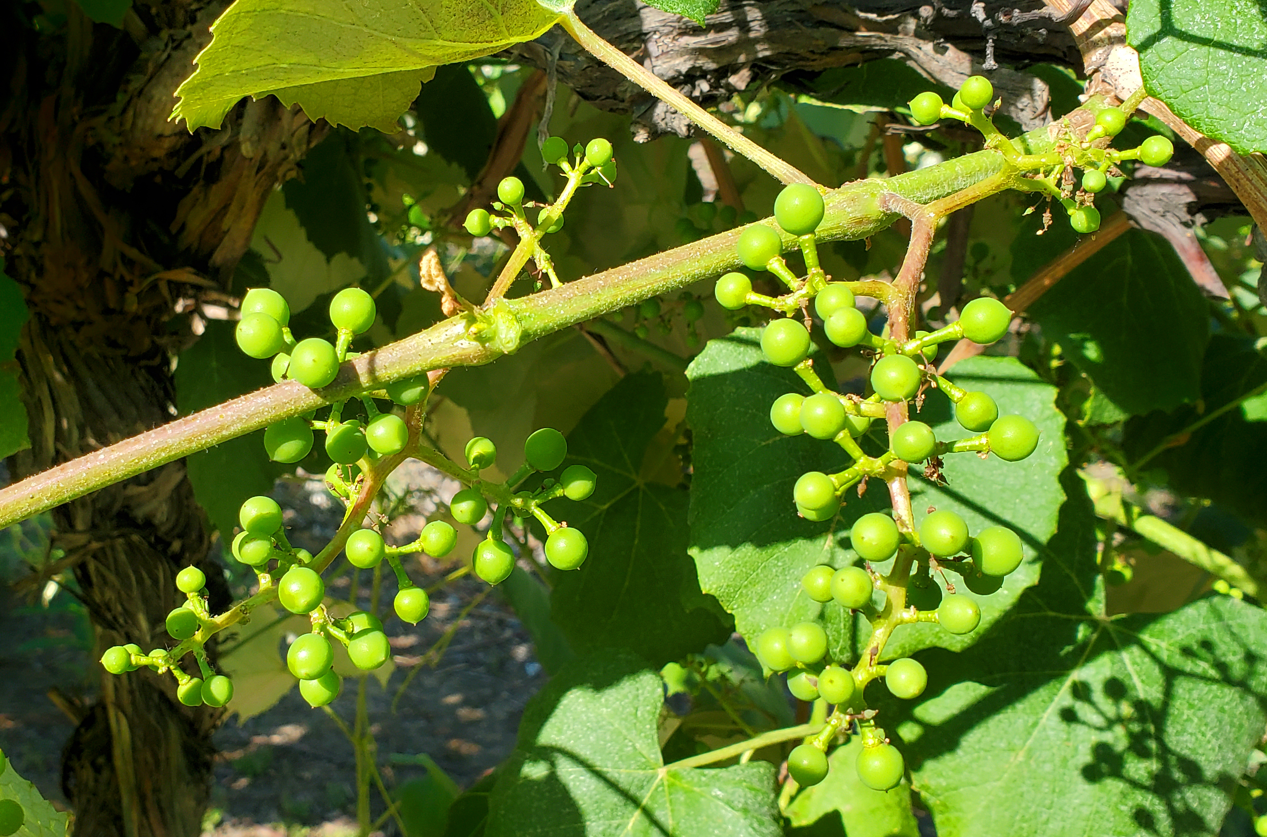 Concord grapes