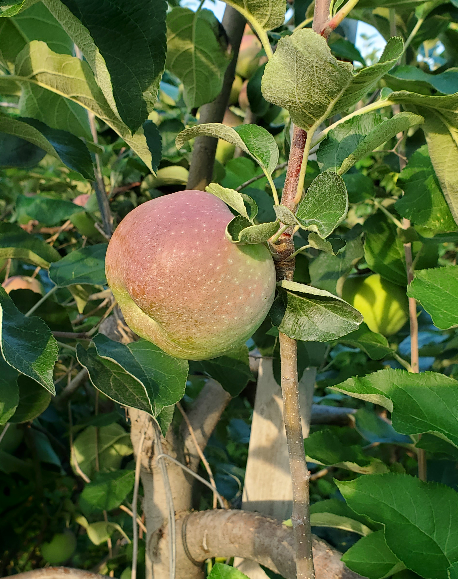 Apples on a tree.