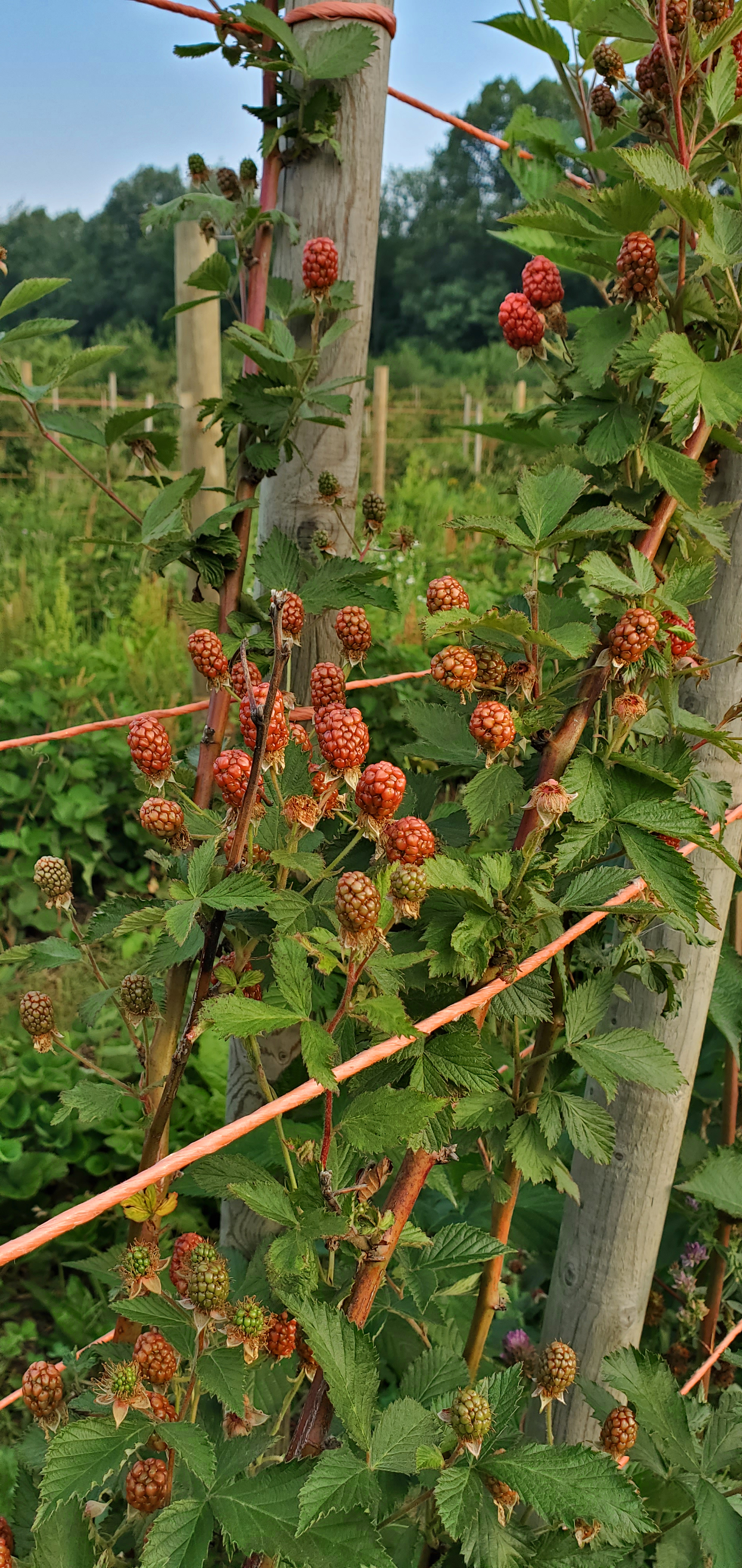 Blackberries ready for harvest.