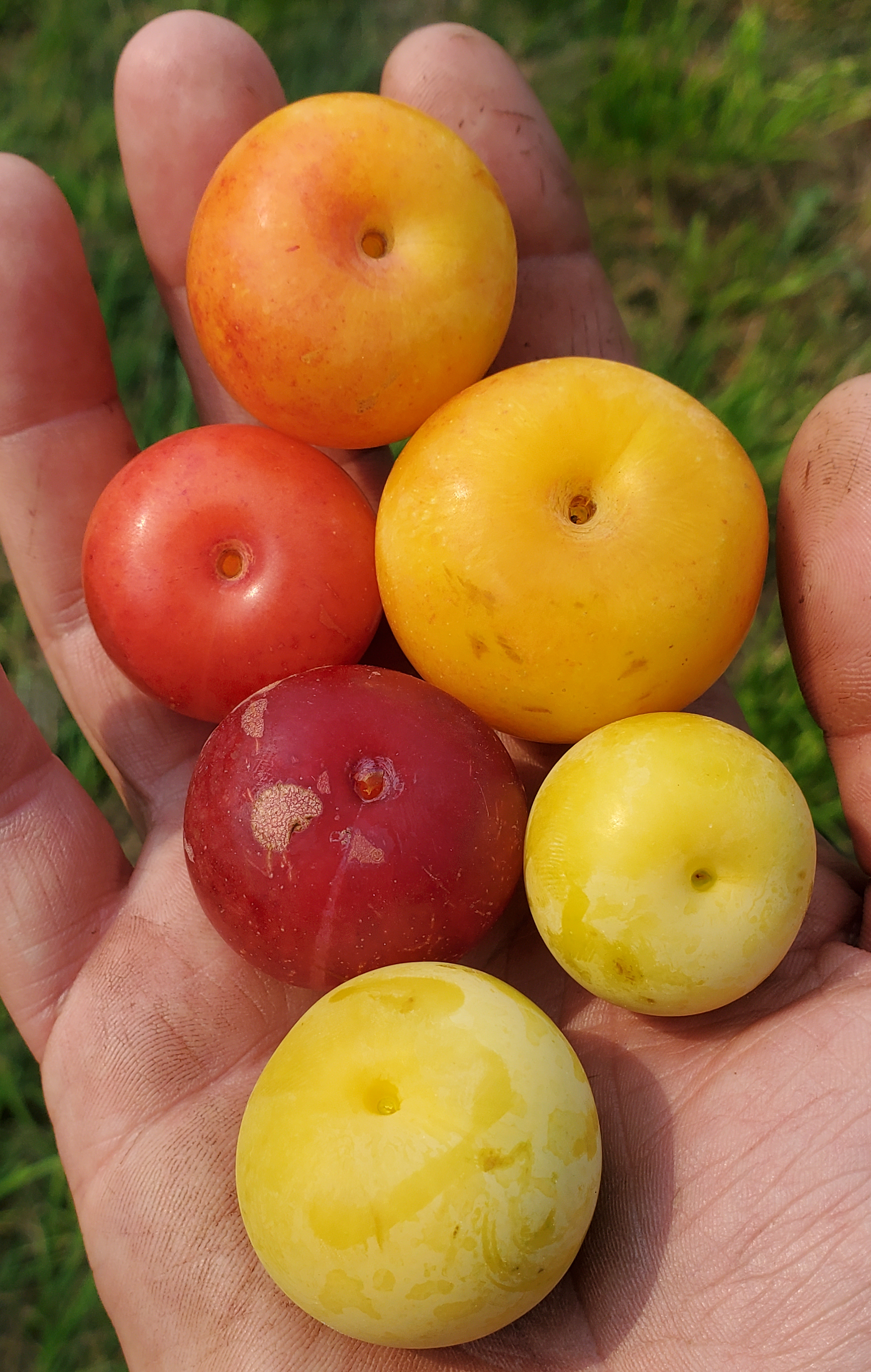 Different colored plums in a hand.