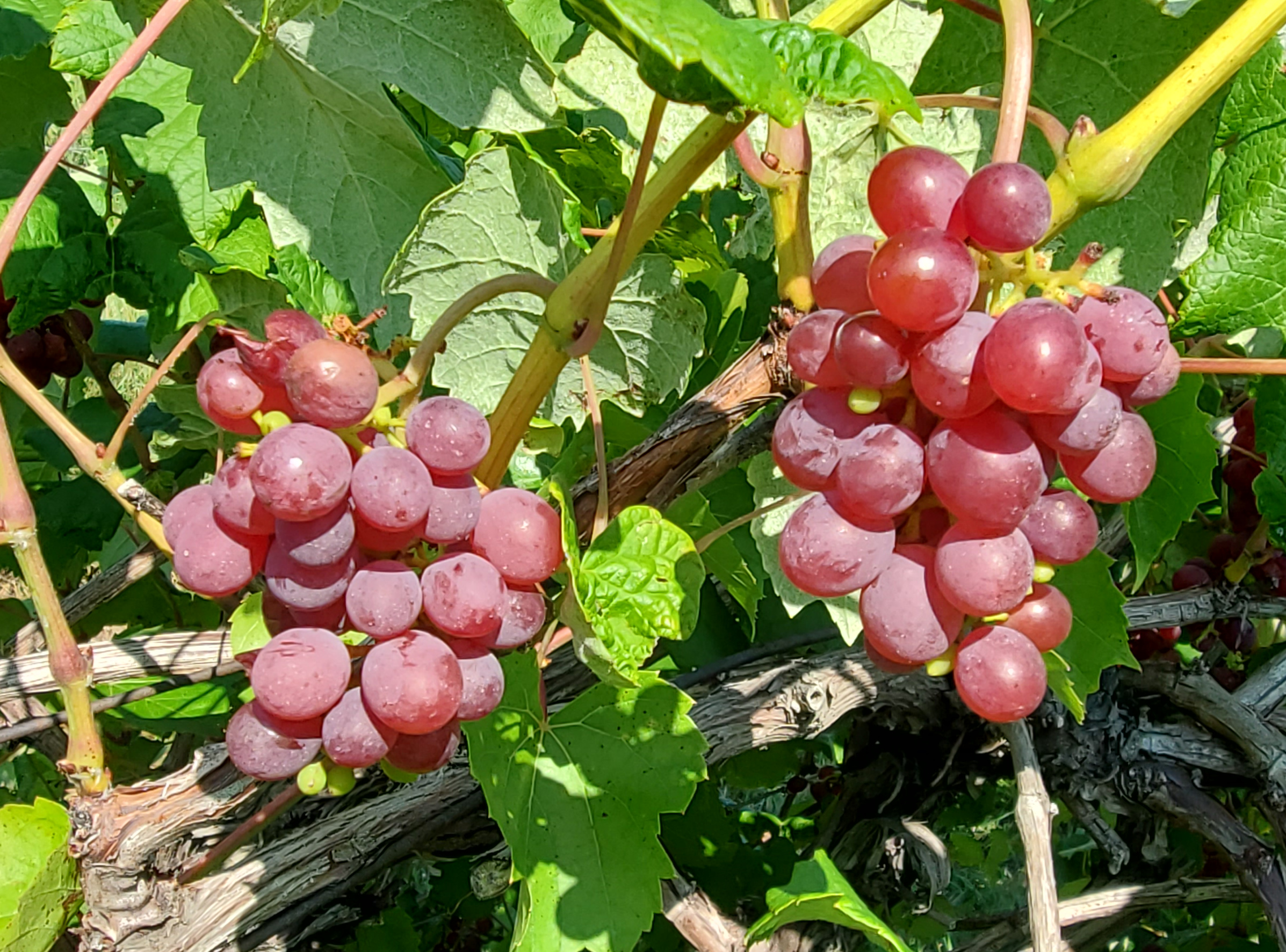 Grapes ready for harvest.