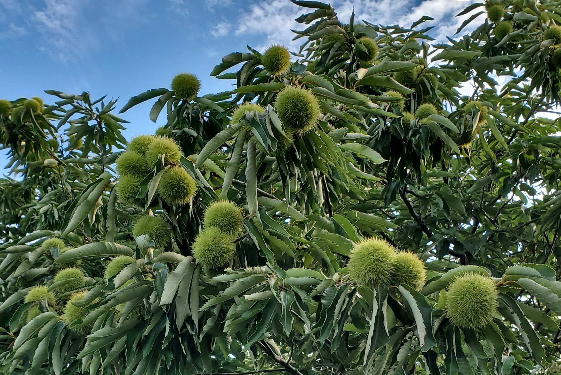 Chestnut burrs expanding.