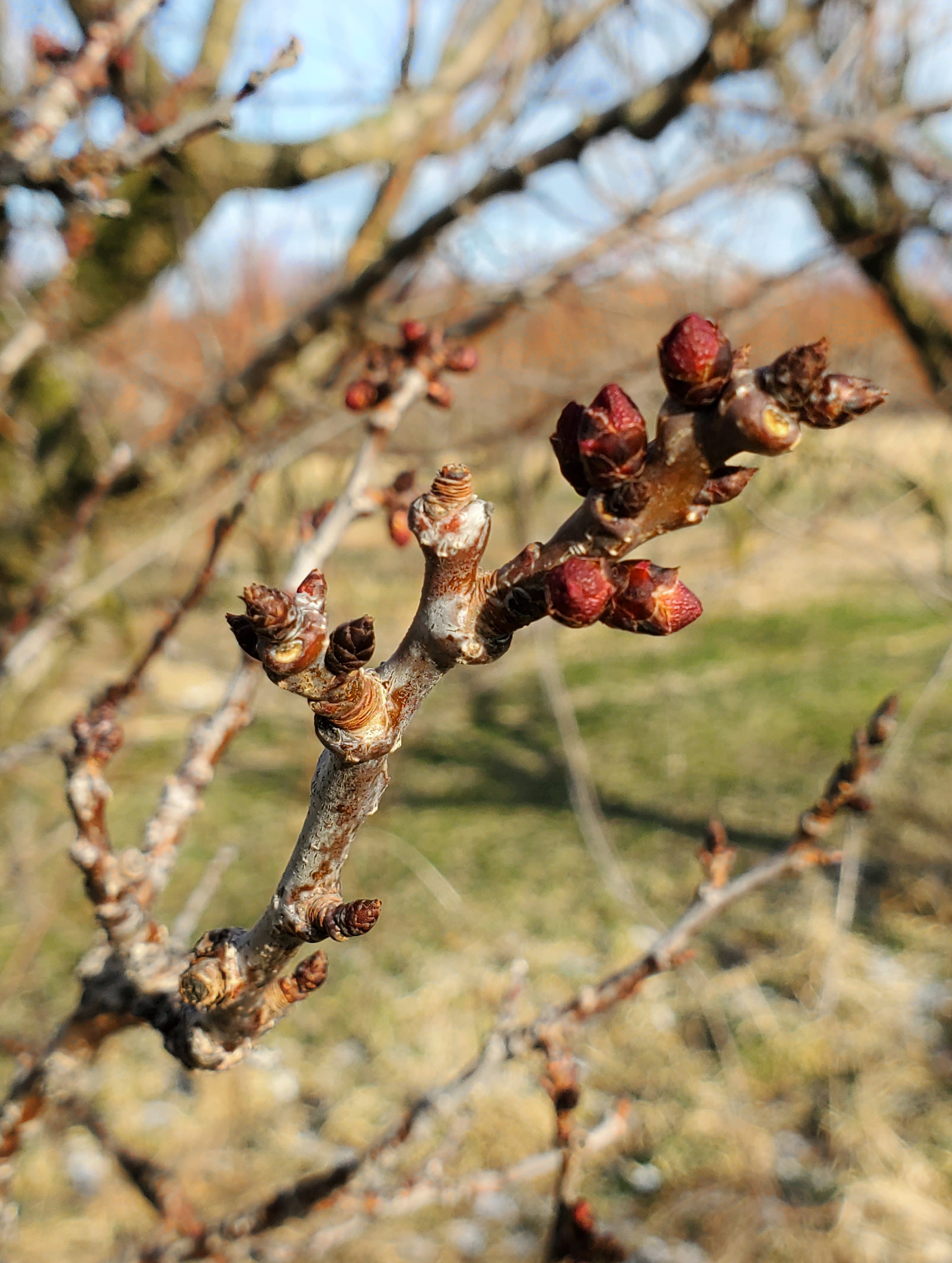 Buds swelling on an apricot plant.