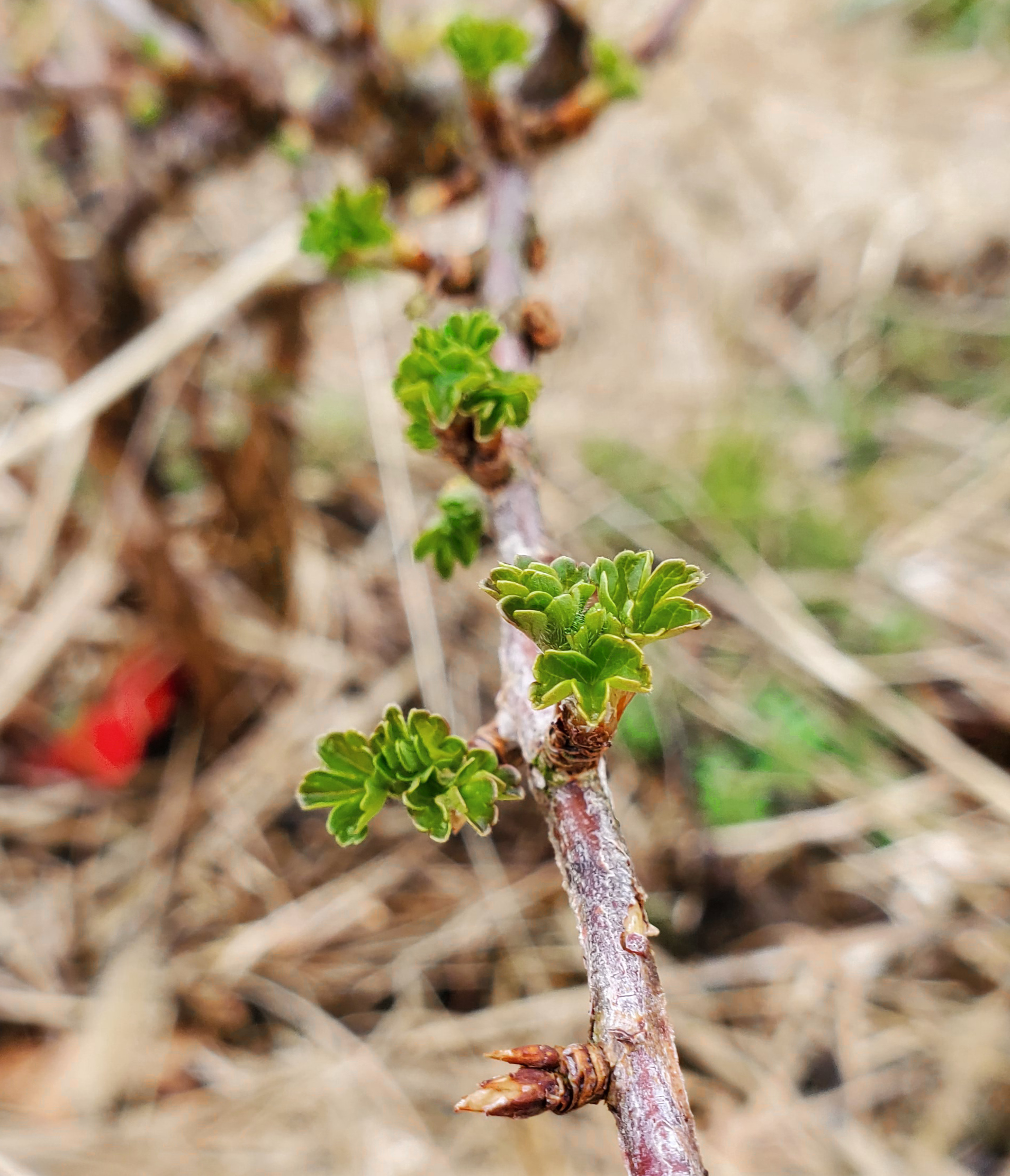 Gooseberries starting to leaf out.