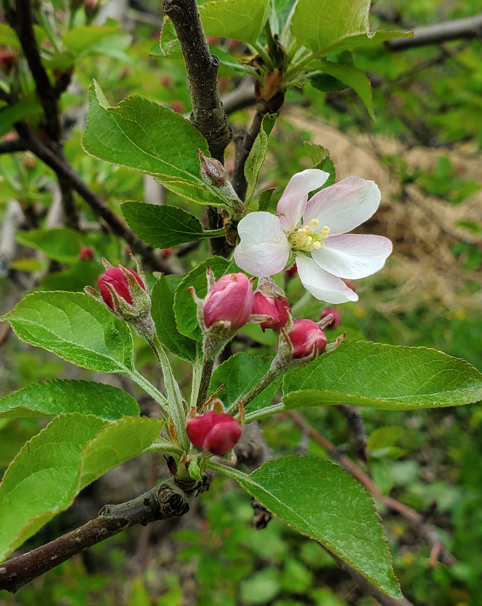 Apples blossoming.