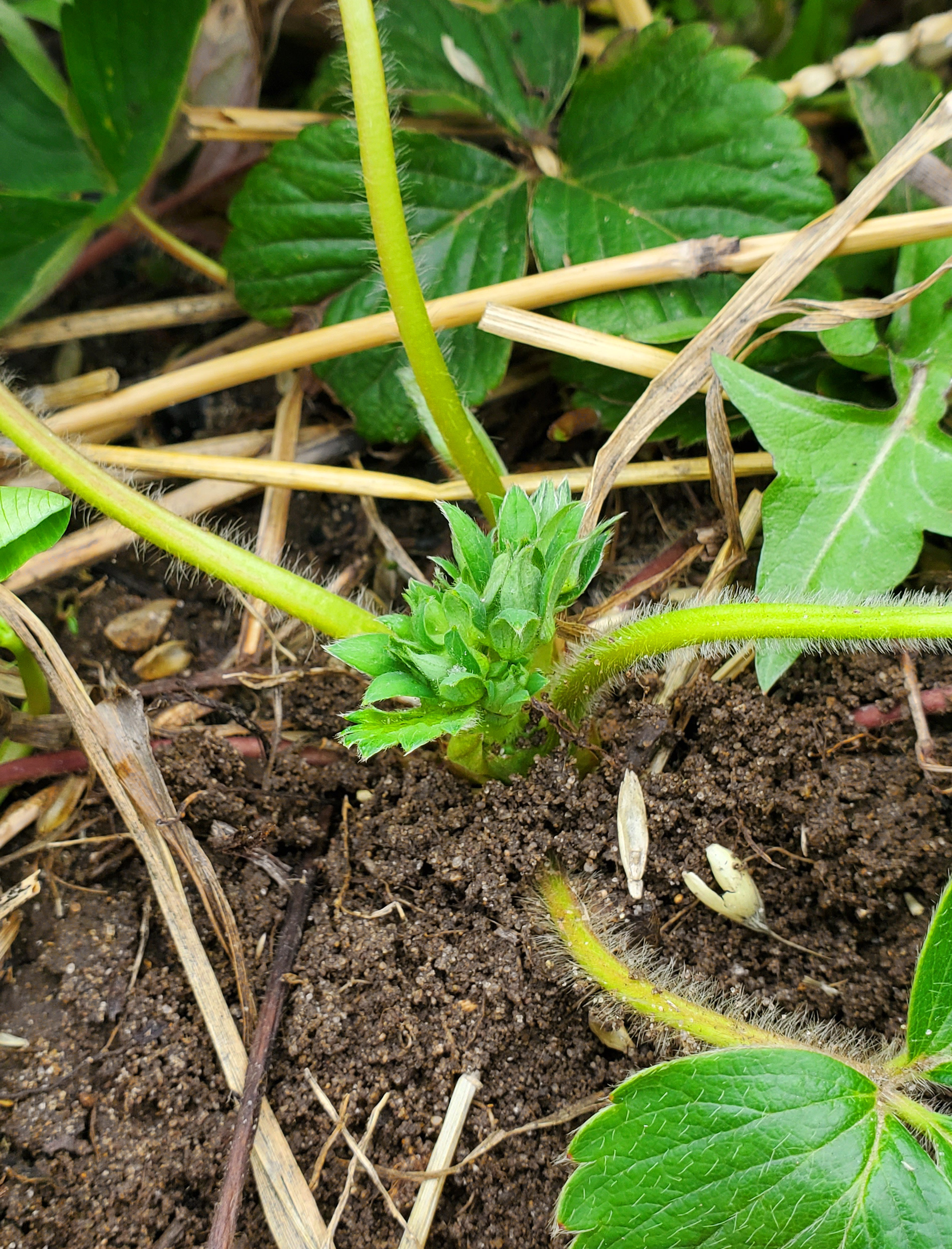 Strawberries coming up from the ground.
