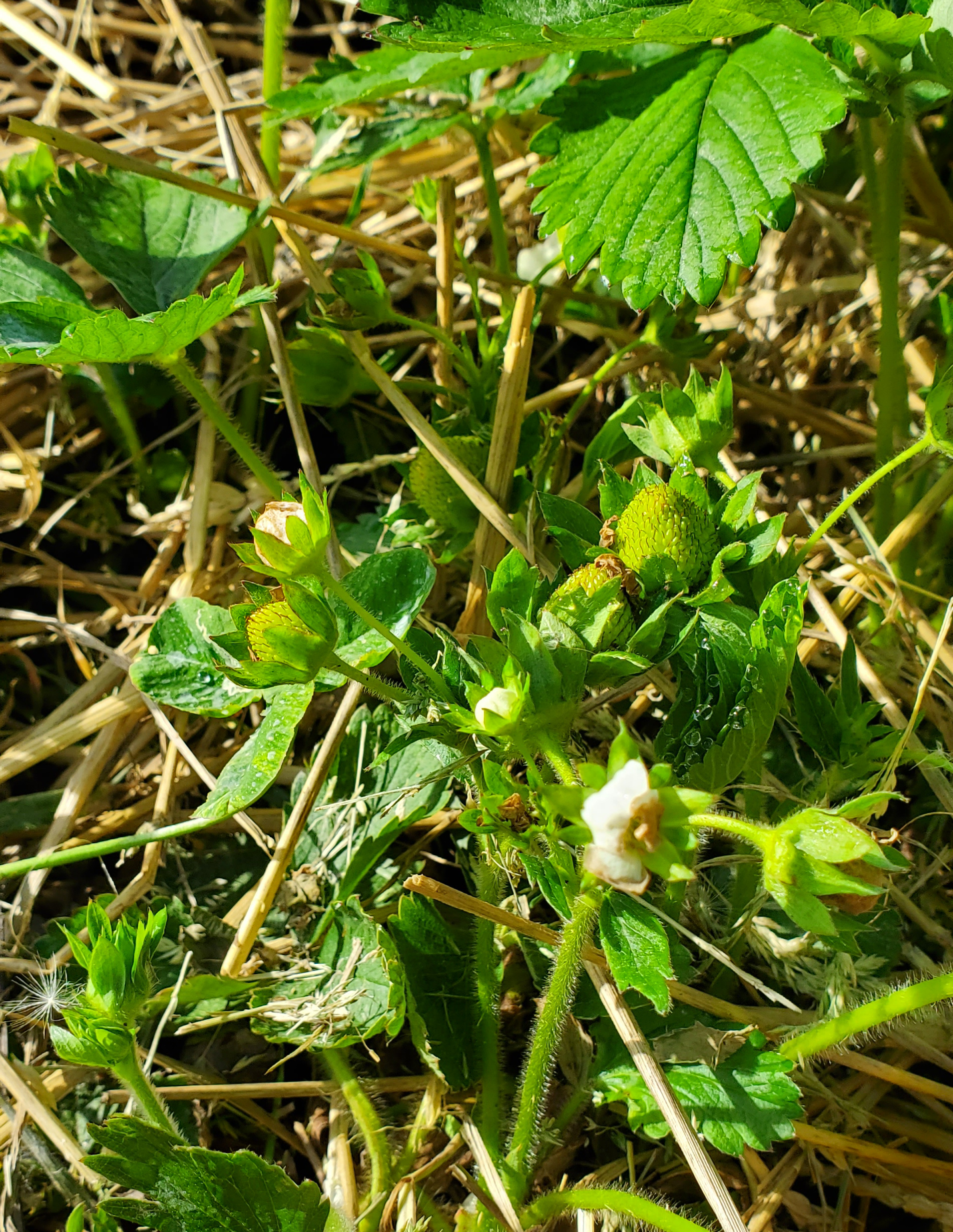 Strawberries blooming.