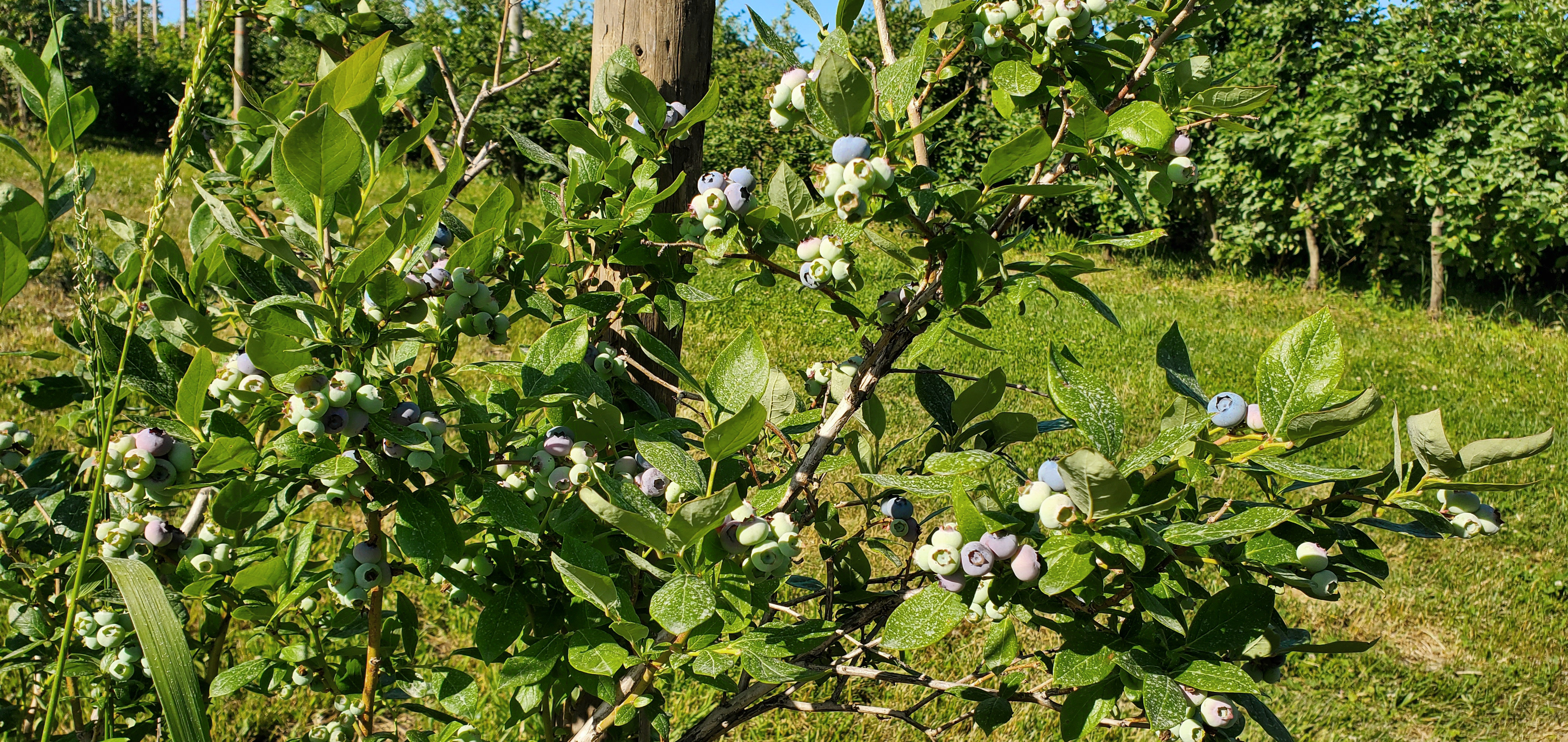 Blueberry bush.