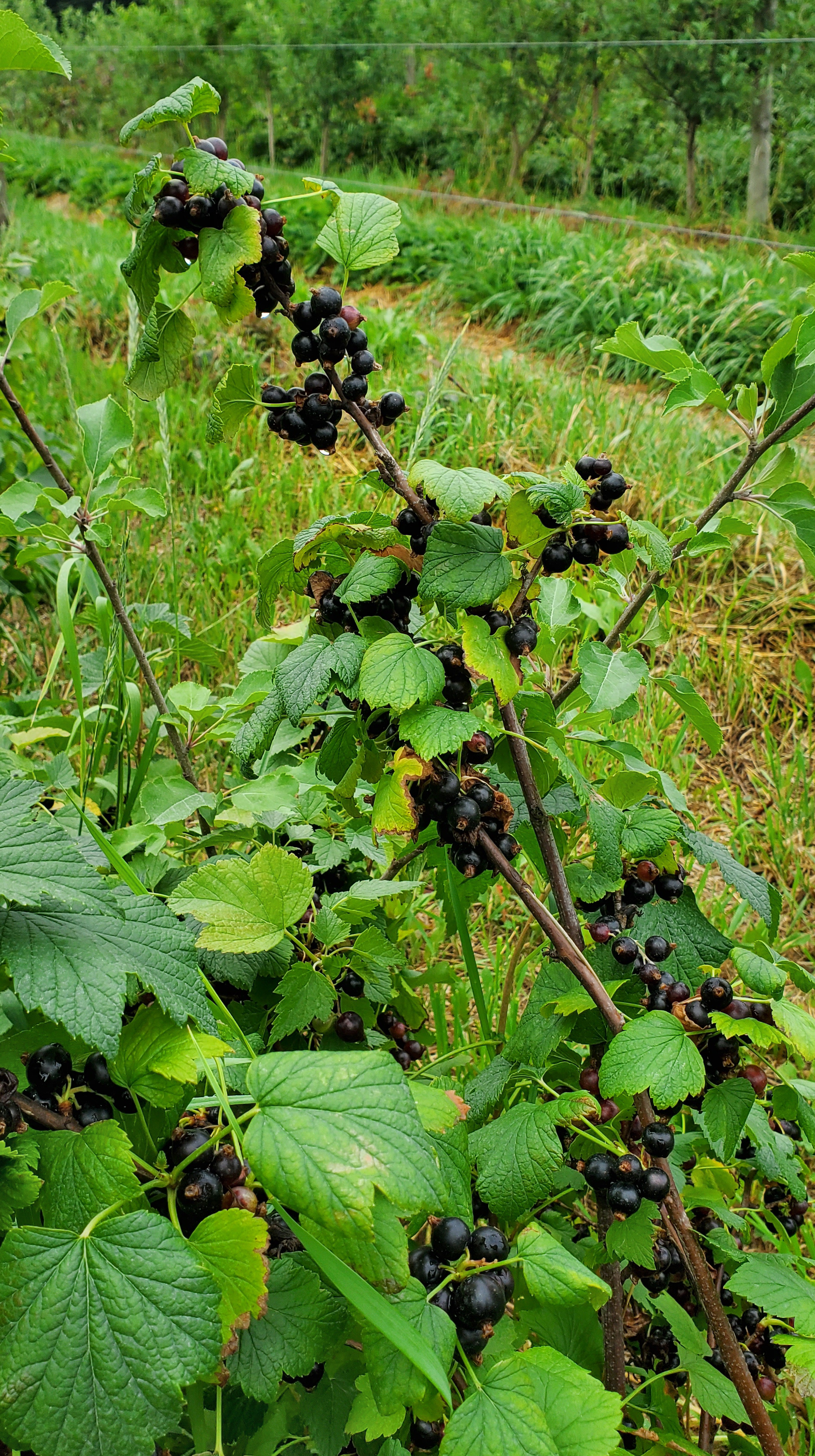 Currants