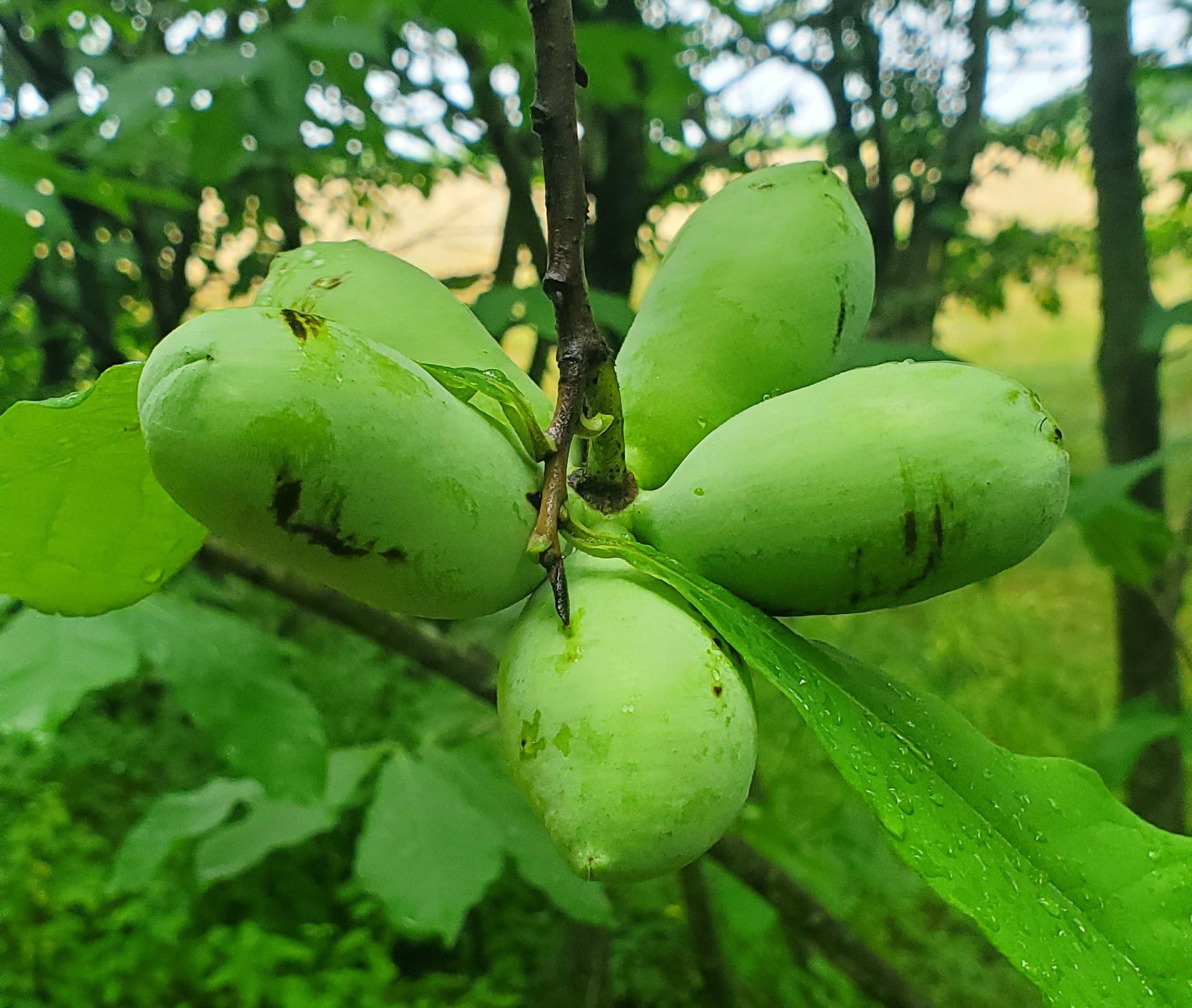 Paw paws