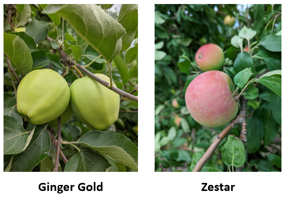 Ginger Gold and Zestar apples.