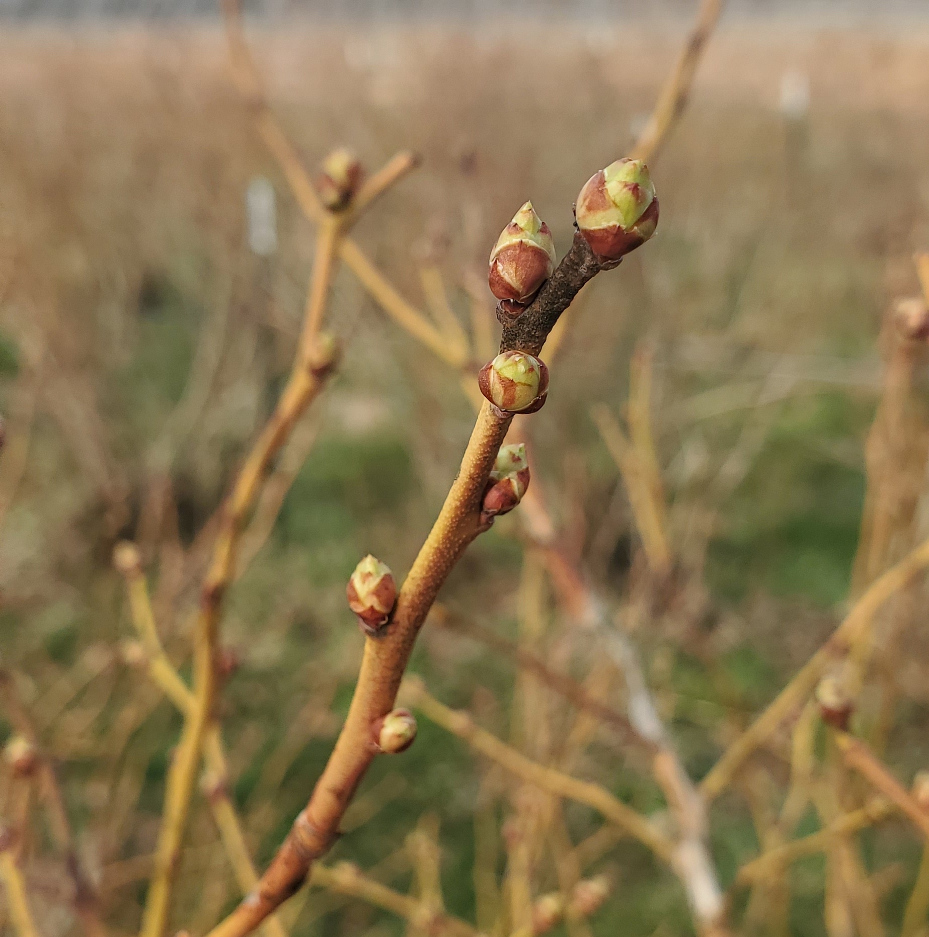 Blueberry flower buds