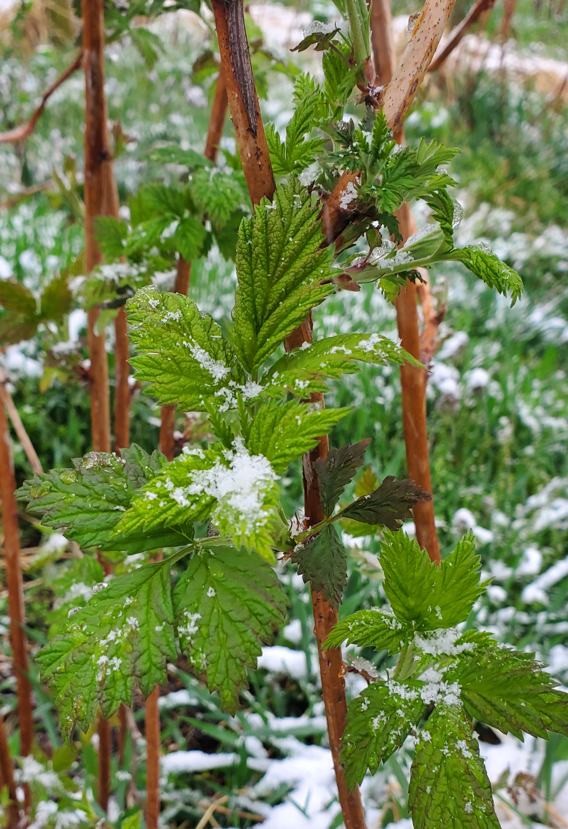 raspberry plant