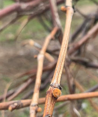 Grapes starting to bloom.