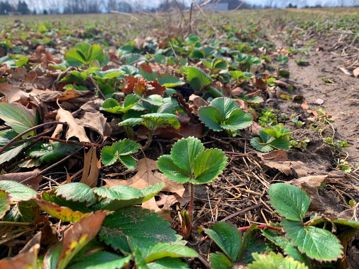 Leaves emerging in a strawberry field.
