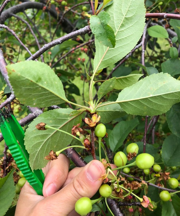 Cherry leaf spot lesions