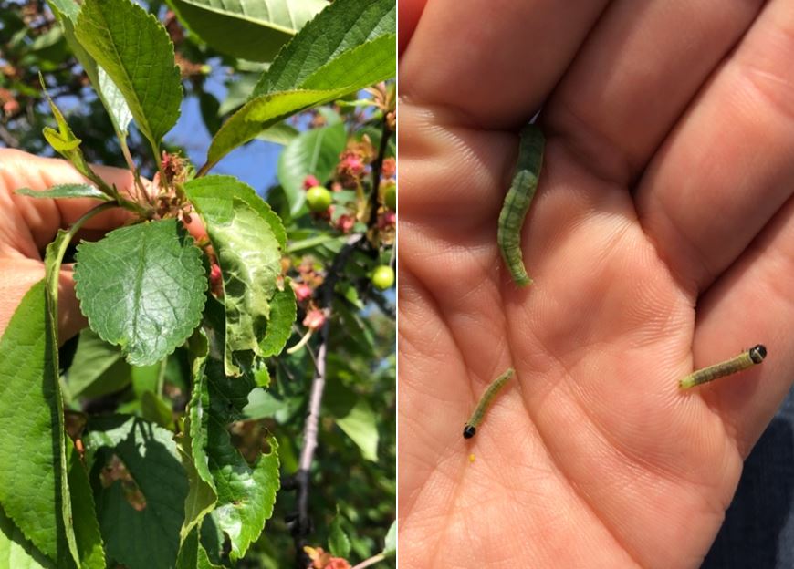 Obliquebanded leafroller larvae 