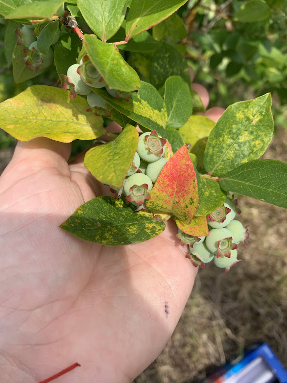 Blueberry mosaic virus.