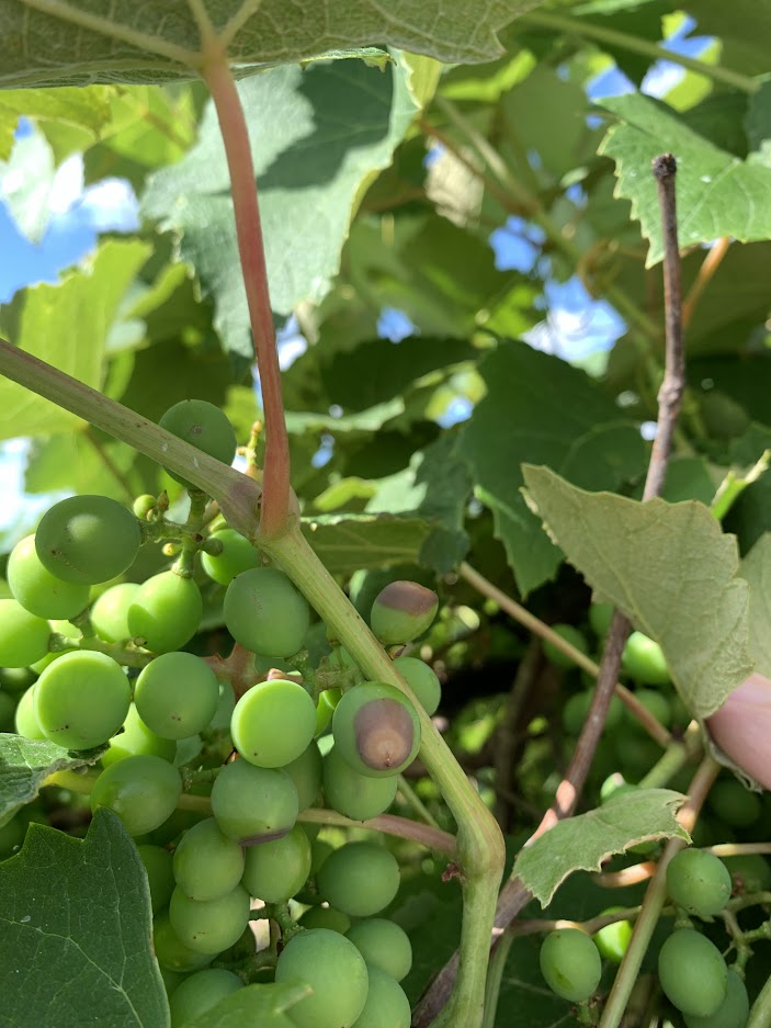 Black Rot in grapes.