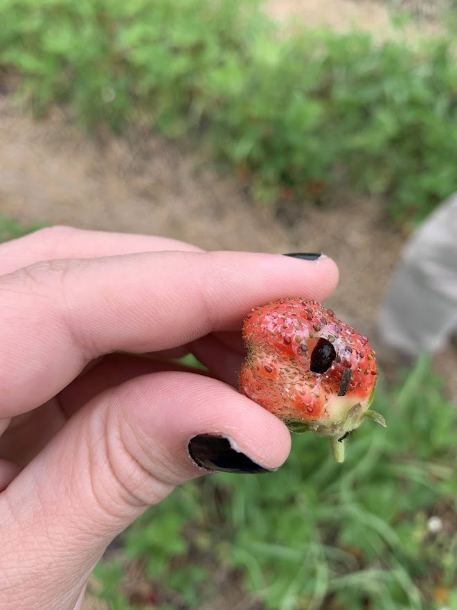 Slug damage on strawberry.