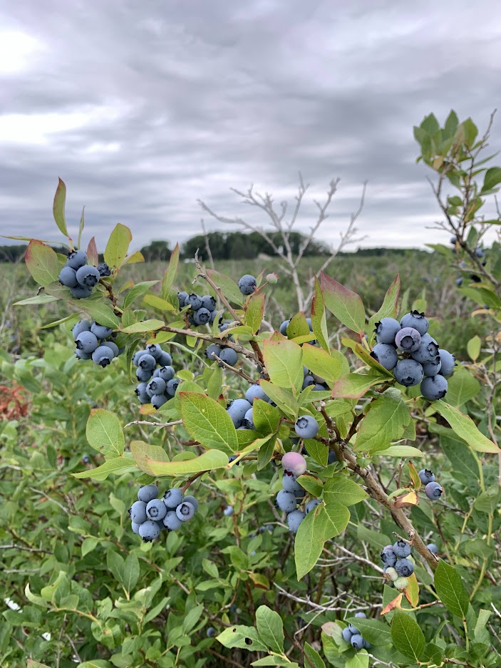 Duke blueberry bush.