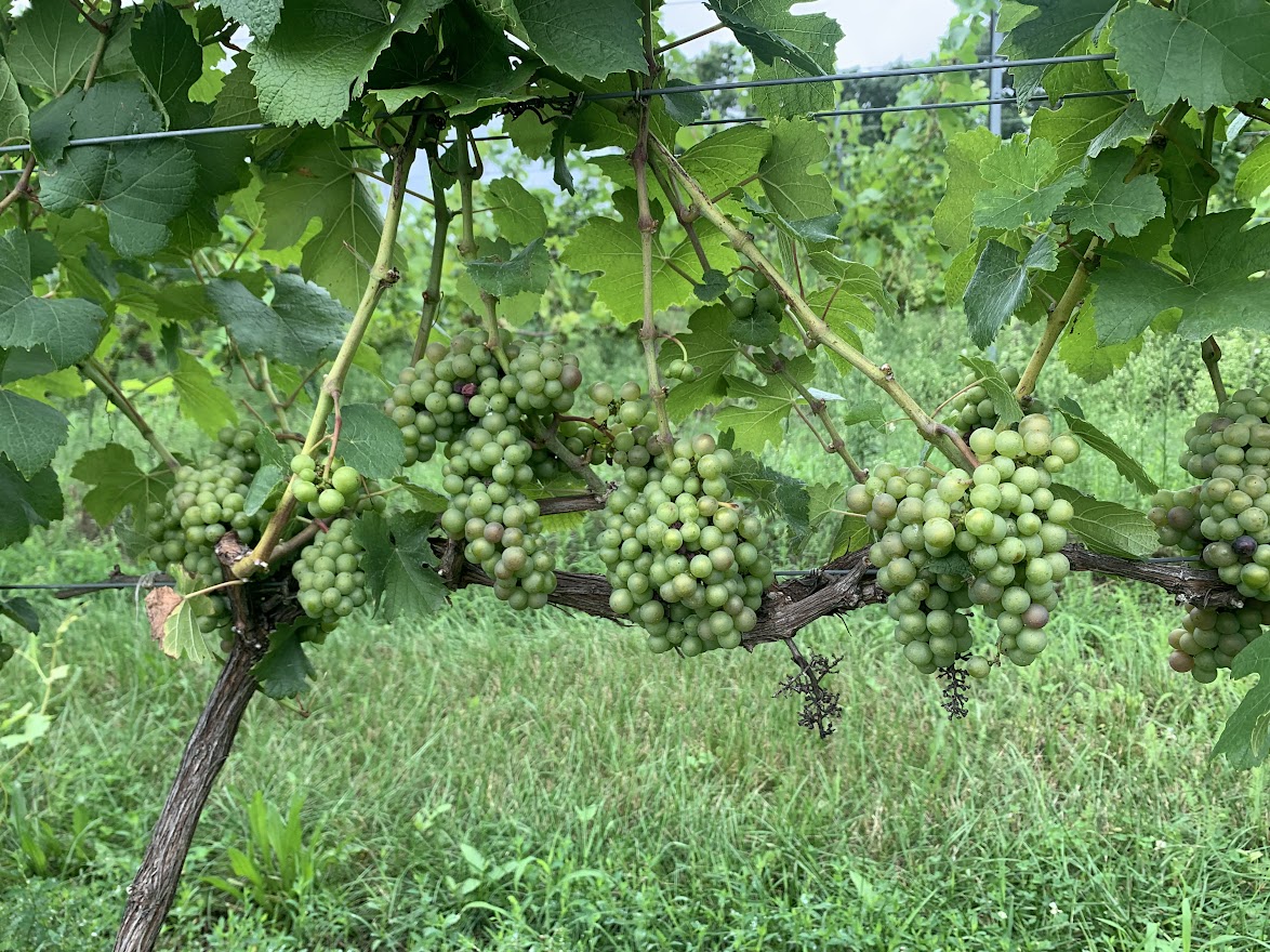 Grapes on a bush.