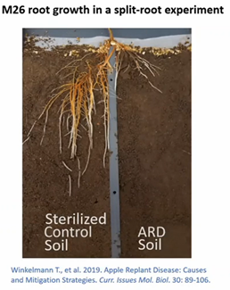Differences in root development for sterilized control soil and apple replant disease soil. 