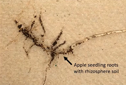 Apple seedling roots showing the rhizosphere