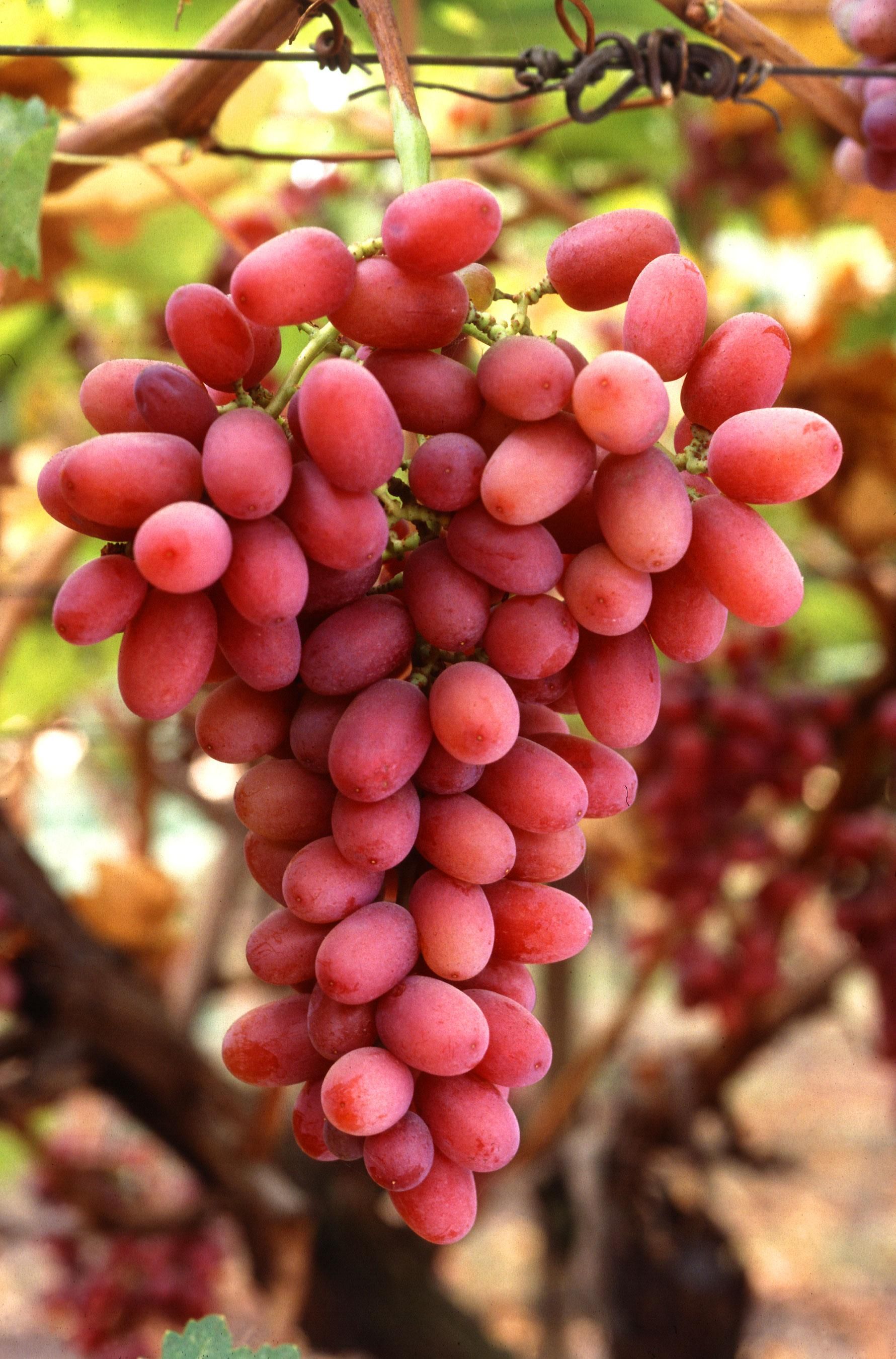 Seedless grapes