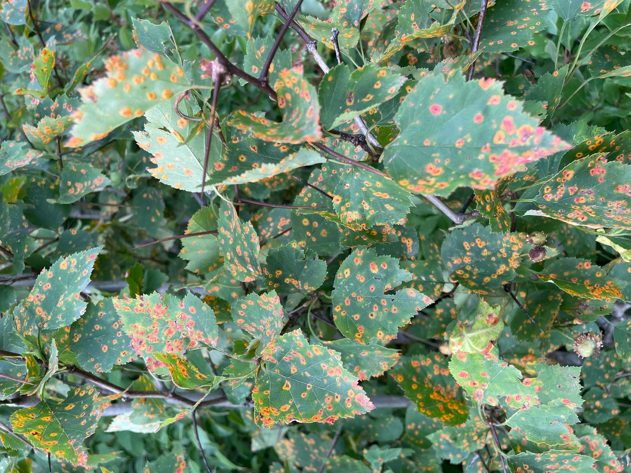 Hawthorn rust on apple leaves.