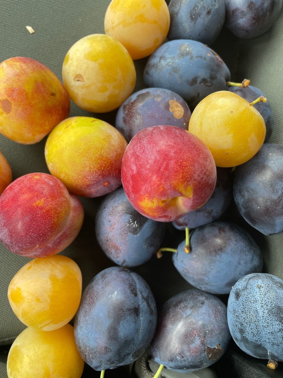 Assortment of plums.