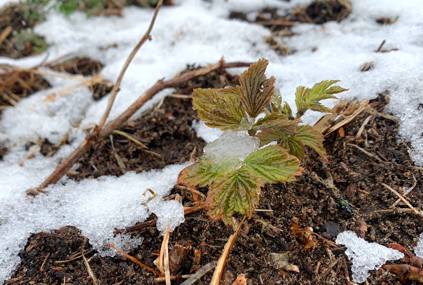 Raspberry buds