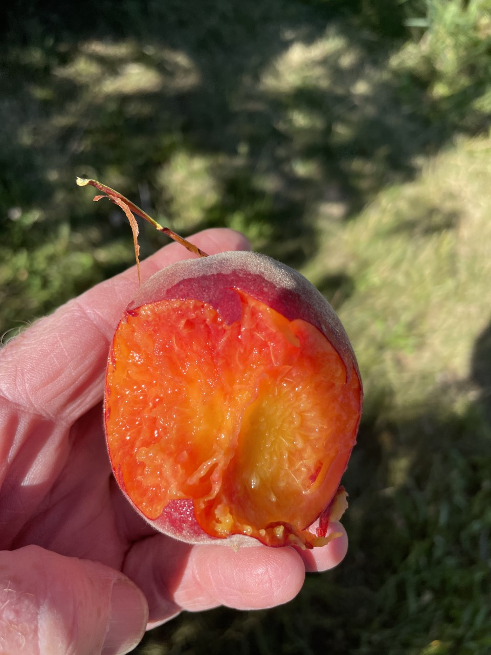 Red flesh in peach.