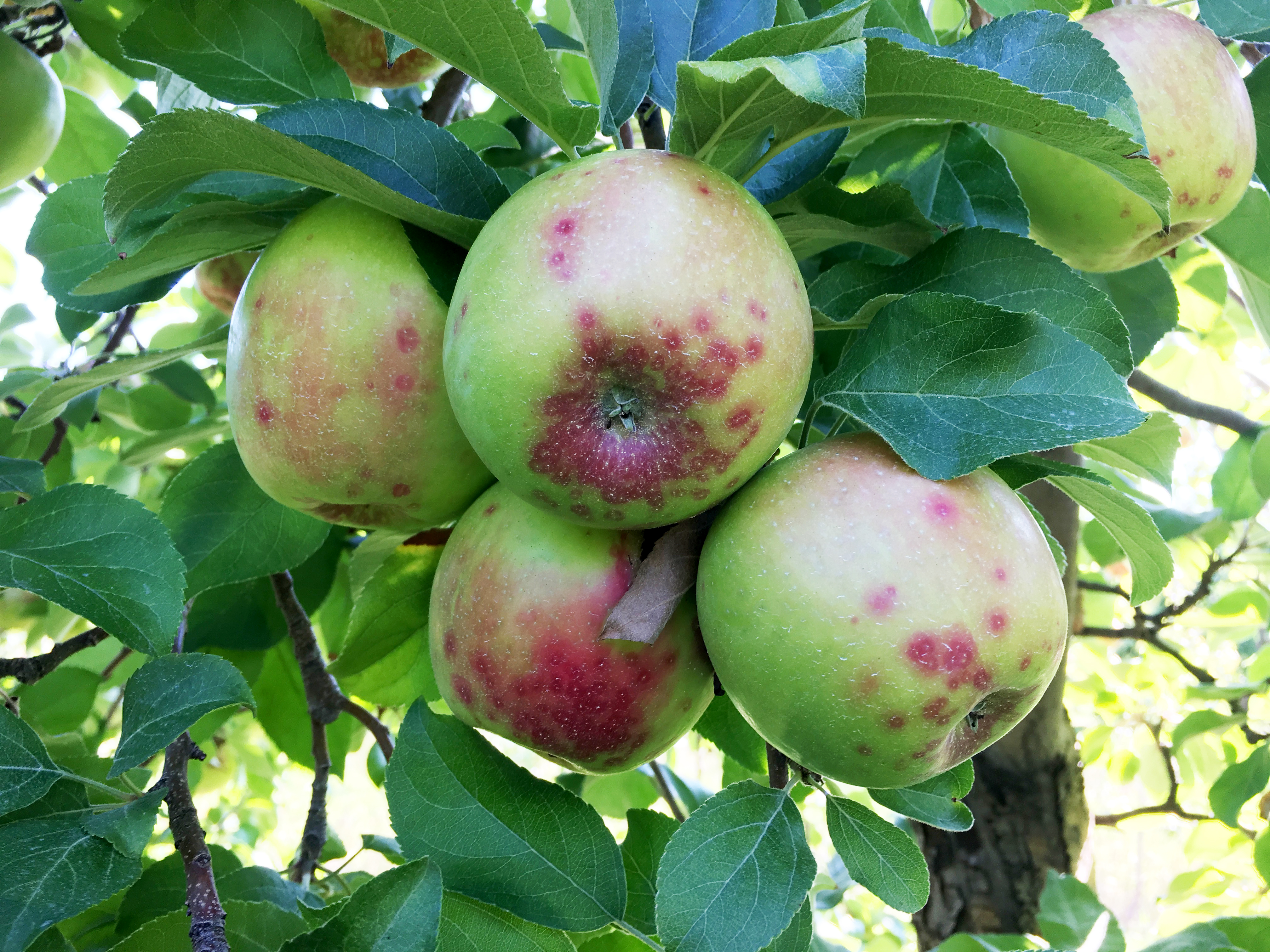 San Jose Scale - Apple Tree