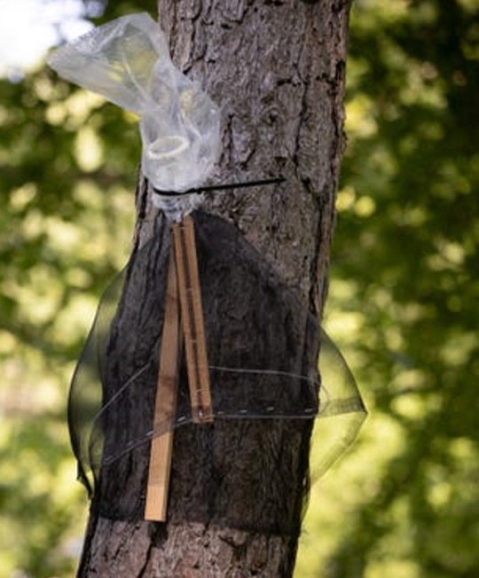 A circle trap on a tree.