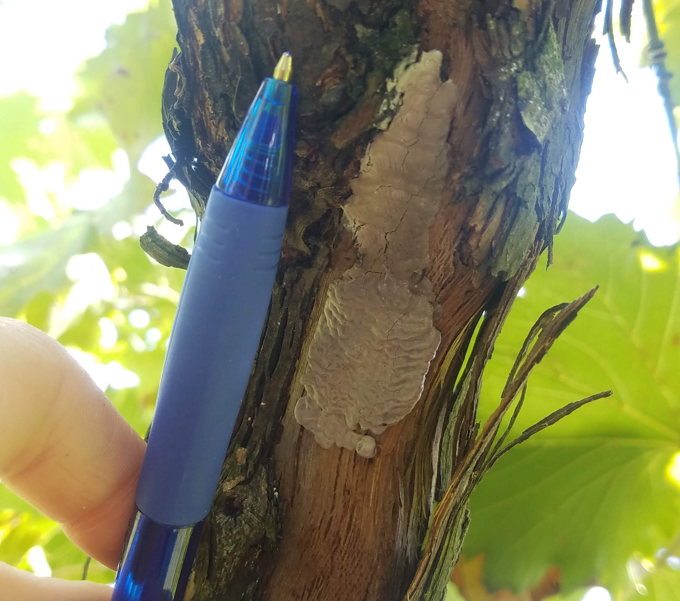A ballpoint pen next to an SLF egg mass on a tree.