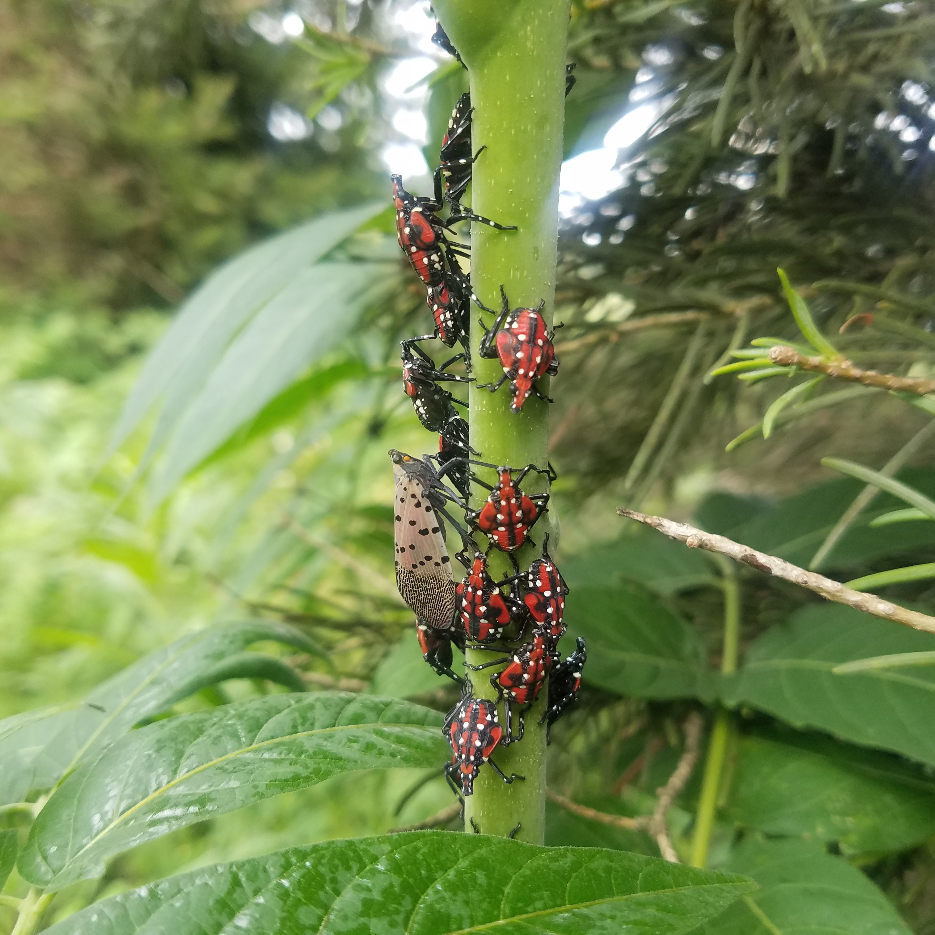 Spotted lanternflies on tree-of-heaven plant.