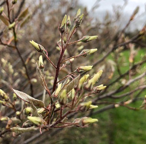 Saskatoons