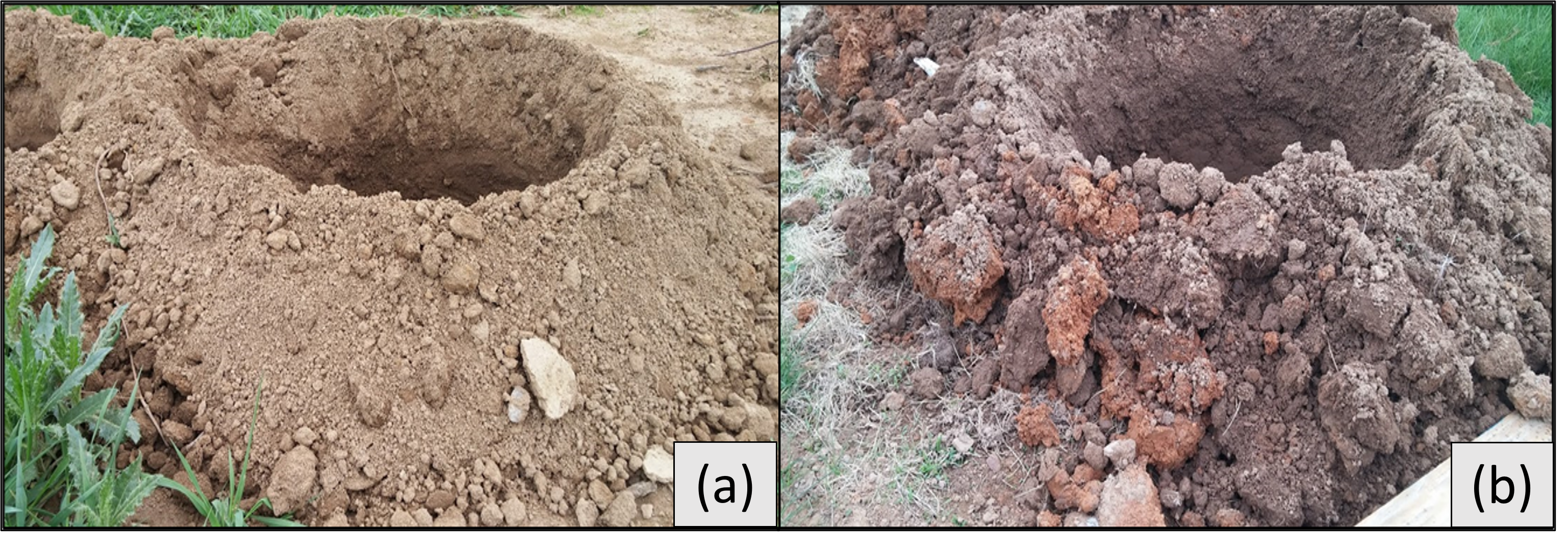 Two pictures showing soil from an apple tree row.