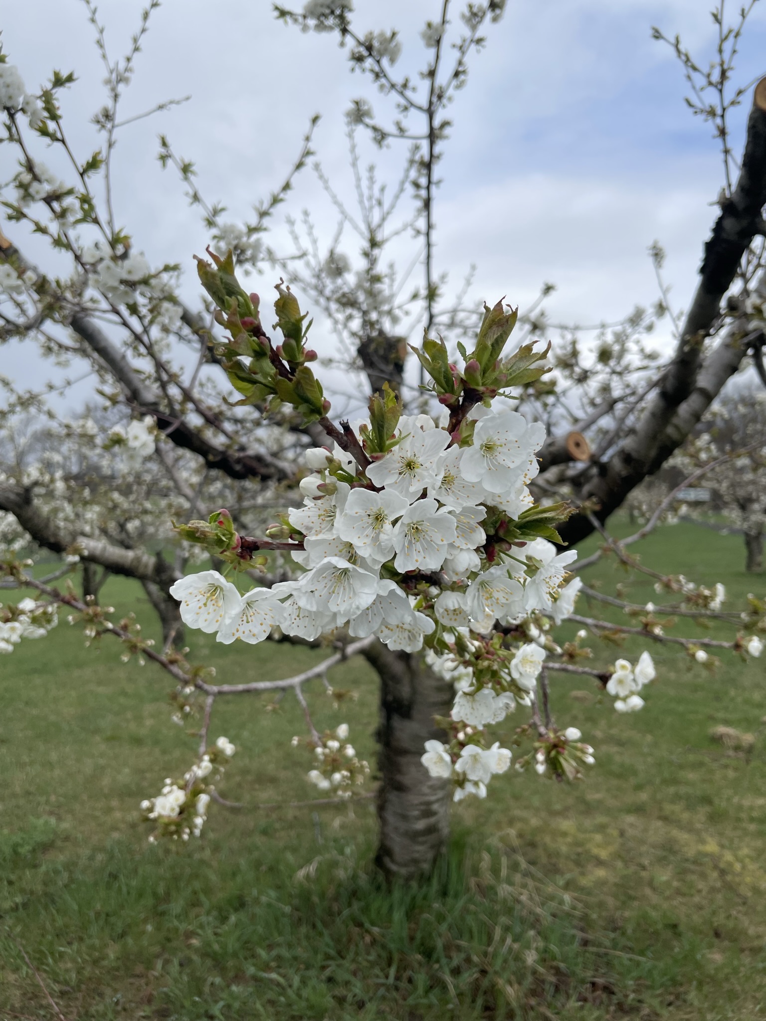 Plum tree
