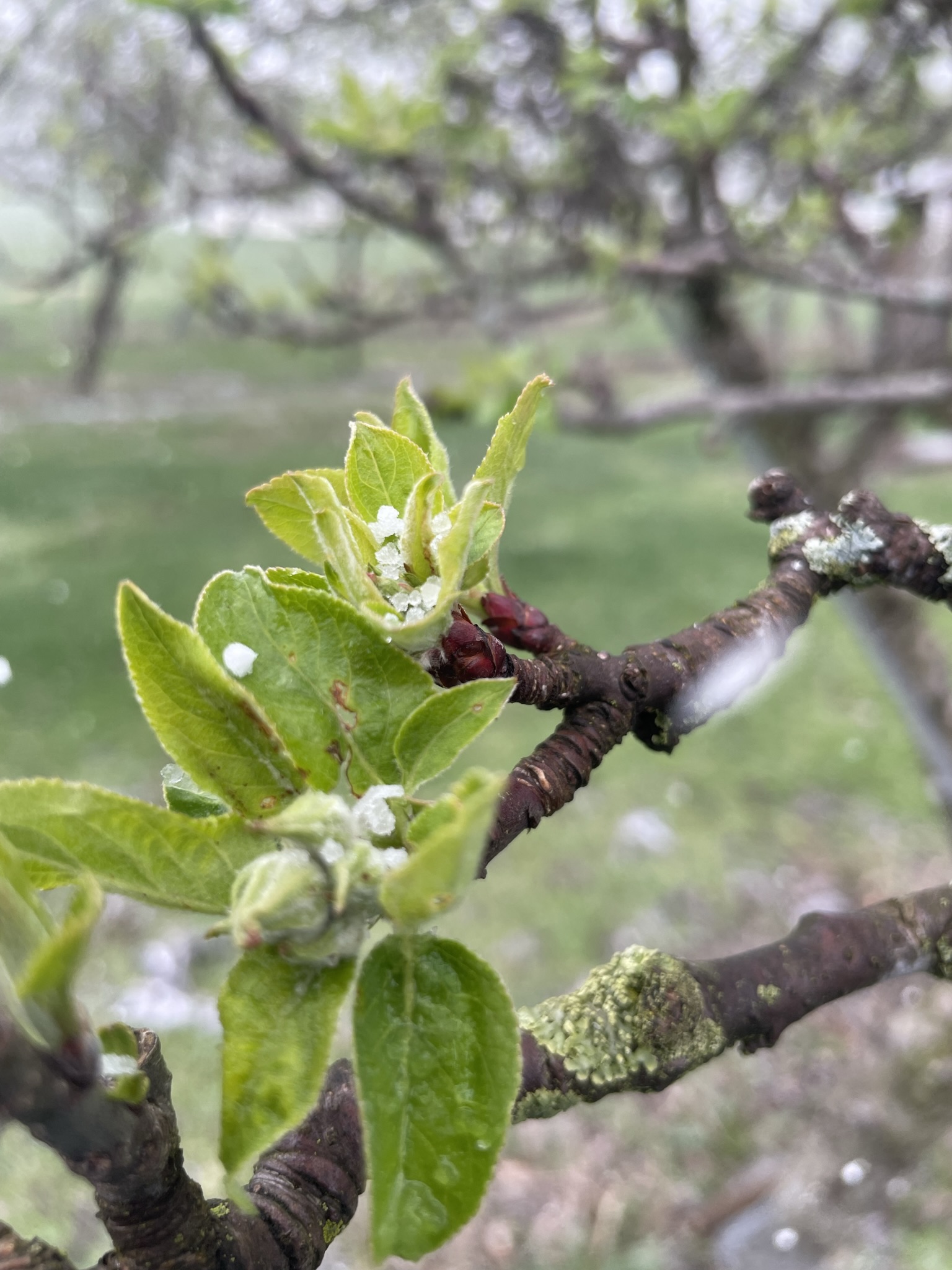 Pear tree