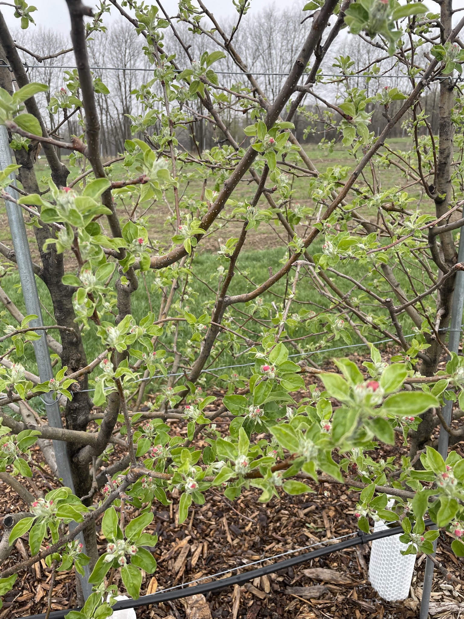 Apple tree leaves