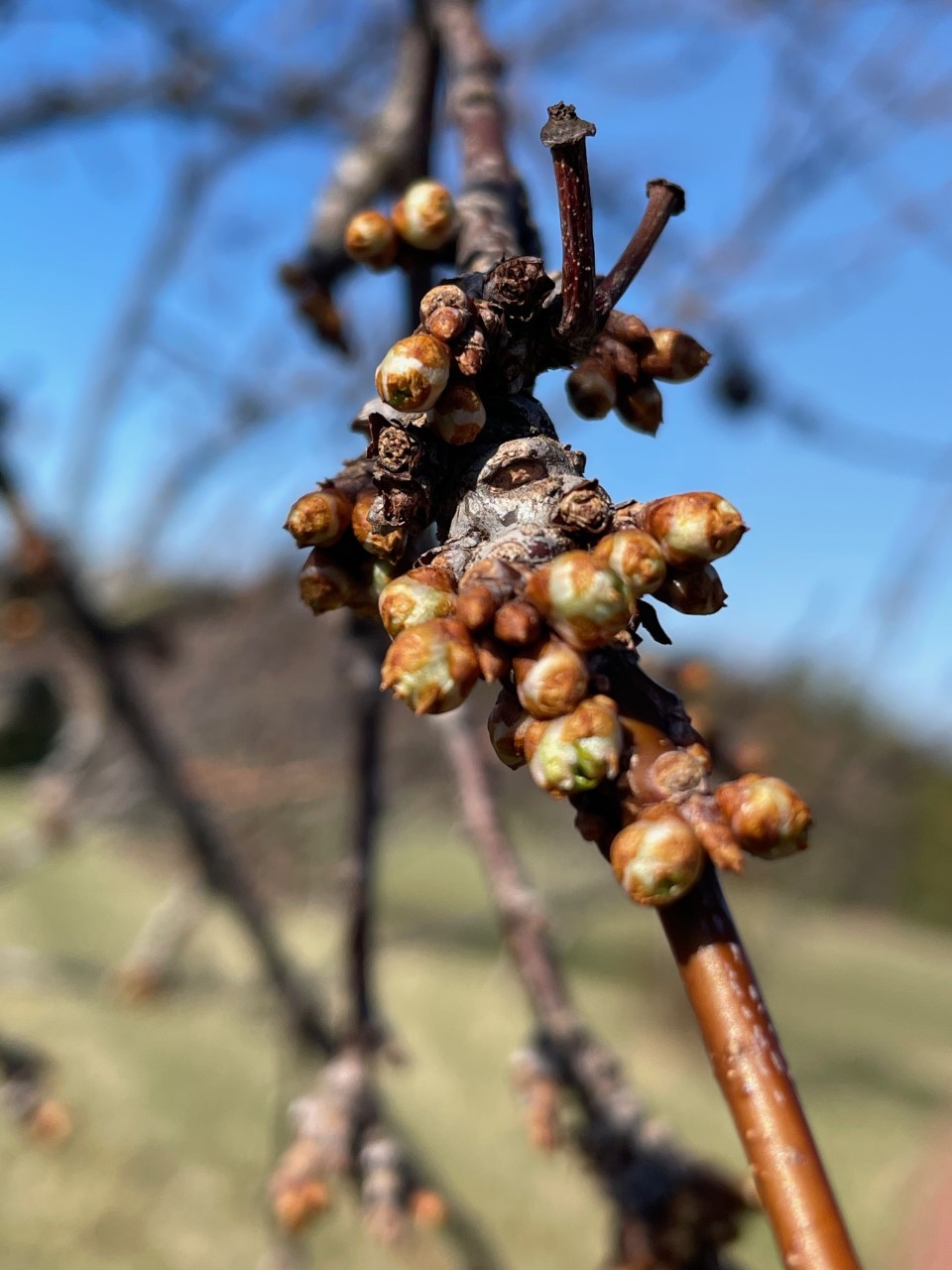 Vanier plums near bud break.