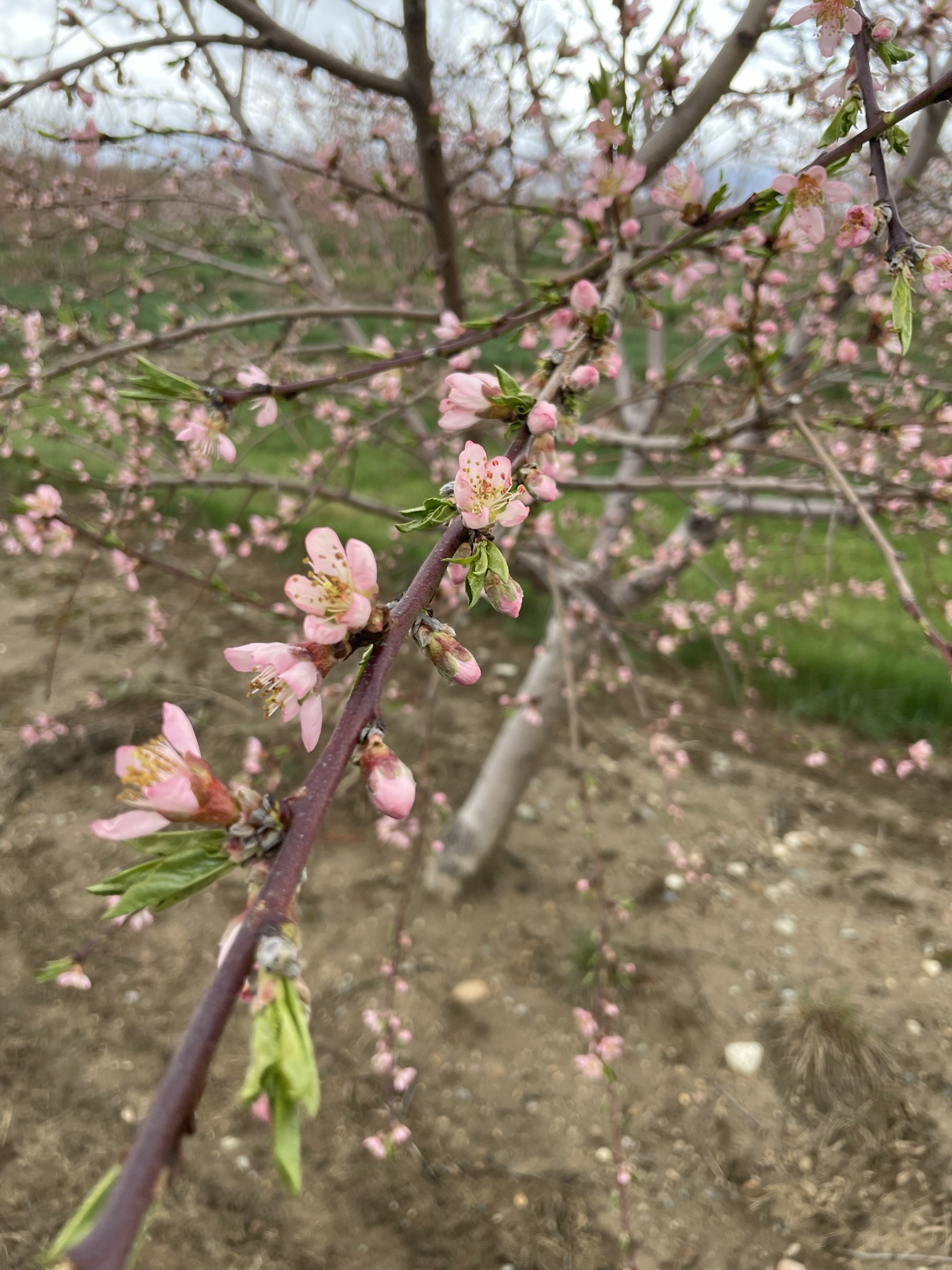 Peach tree
